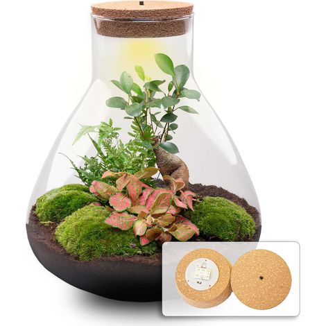 Terrarium de Plantes DIY avec Bonsaï Ficus Ginseng et Lumière LED XL Ø 30 cm - PANGIVO (1/4)