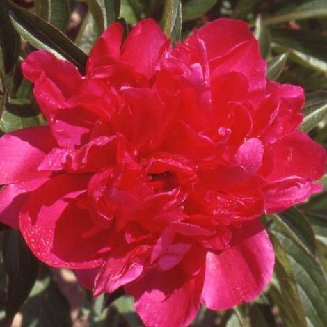 Pivoine herbacée Richard Carvel/Pot de 2L (1/5)