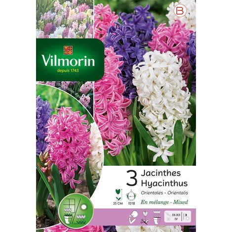 Vilmorin Jacinthe Orientale en Mélange (x3) (1/3)