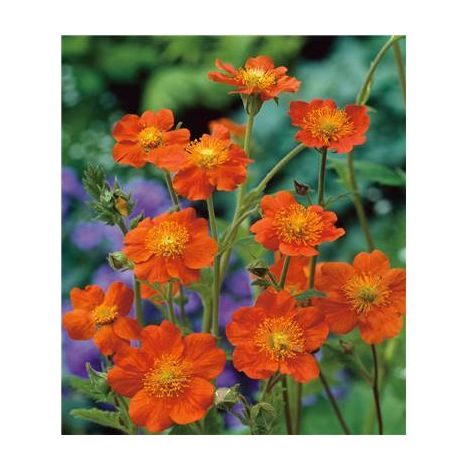 GEUM COCCINEUM BORISII - LOT DE 3 GODETS - Plante