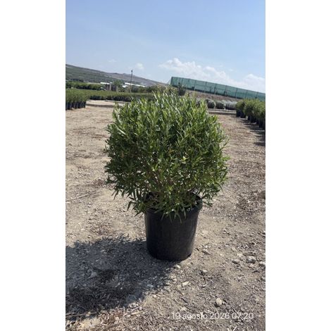 PHILLYREA ANGUSTIFOLIA PALLA 40