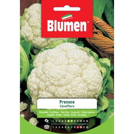 SEMI CAVOLFIORE PRECOCE BLUMEN