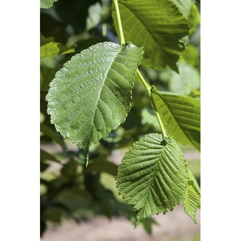 Weißer Maulbeerbaum 'Pendula' Morus alba 'Pendula' 7,5L Sta Krone 1j. 125-