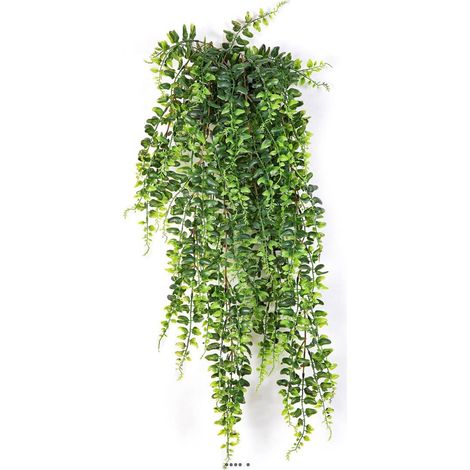 Superbe fausse fougère de Boston en chute H 75 cm