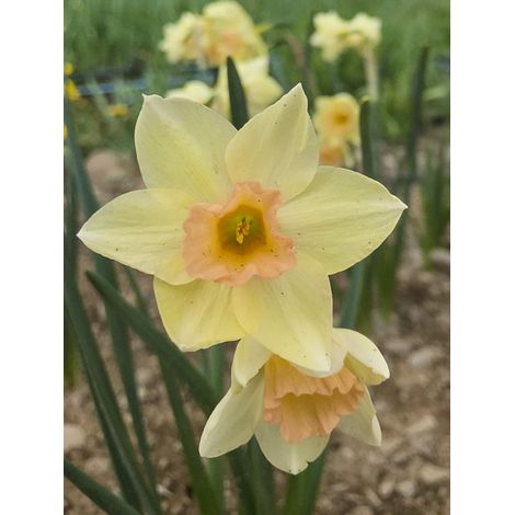 Narcisse trompette 'Tickled Pinkeen' Bulbe calibre 12+ (par 5) (1/2)