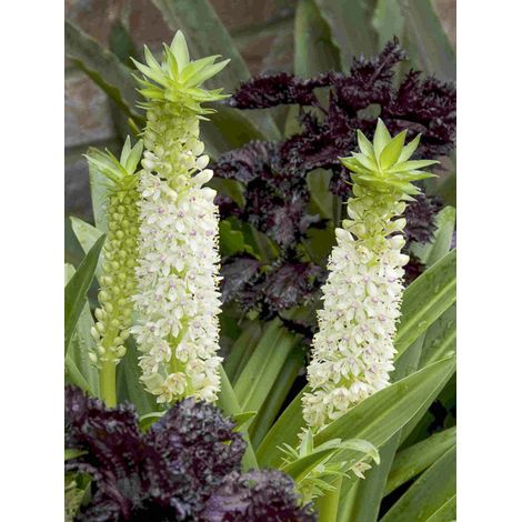 Fleur ananas 'Alba' Bulbe calibre 16+