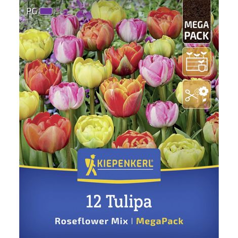 Kiepenkerl Herbstblumenzwiebelmischung Mega-Pack Gefüllte Späte Rosentulpen 12 Stück