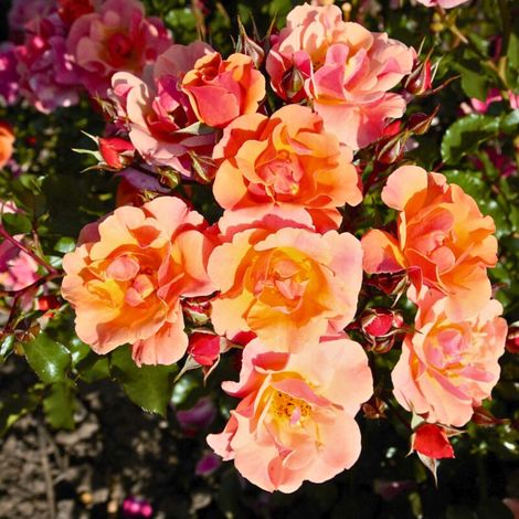 Gardenaria Rosa 'Jazz' - Rosa da giardino - Altezza: 25/30 cm (vaso15) (1/5)