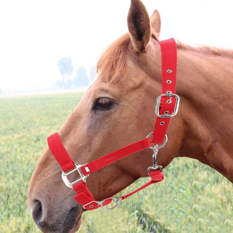 Licol de bride réglable rouge de 6 mm d'épaisseur, accessoires d'équitation (1/5)