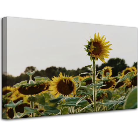 Lienzo impreso Botánica Campo de girasoles 80x50