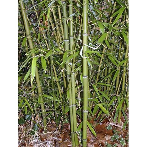 Phyllostachys viridiglaucescens Pot de 4L/5L (1/2)