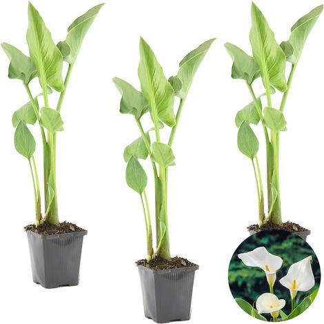 Bloomique - Lot de 3 - Zantedeschia Aethiopica - Arum blanc - Plantes de bassin - Résistante au gel - 10-20 cm de haut - Pot 9 cm (1/5)
