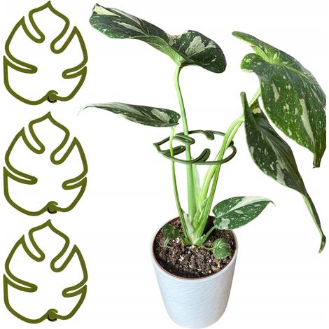 Supporto per piante e fiori Monstera, robusto morsetto di fissaggio S 10 cm x3 (1/5)
