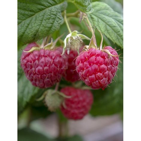 Framboisier 'Tulameen' Pot de 2L/3L, Buisson (1/3)