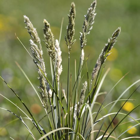 Gardenaria Sesleria heufleriana - Graminacea ornamentale da esterno - Altezza: 40 cm (vaso 17)