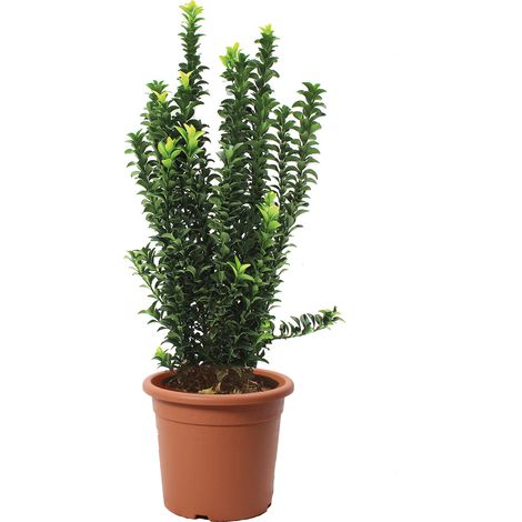 Euonymus Japonicus Benkomasaki - Evonimo Giapponese - Piante da Esterno da Siepe - H 50-60 cm Vaso Ø 20 cm (1/3)
