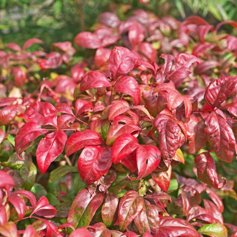 Nandina domestica firepower - Nandina domestica firepower Pot 21cm