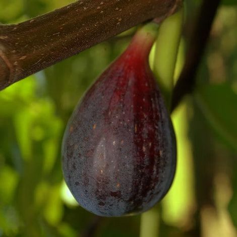 PIANTA DA FRUTTO FICO MELANZANA in vaso 20 età 2/3 anni (foto reali)