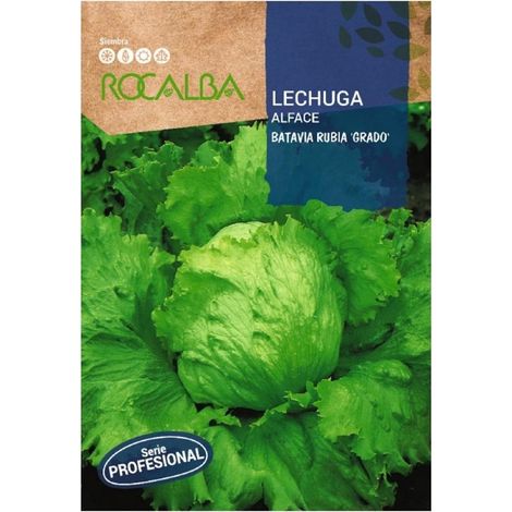 Rokalba Lechuga Batavia Blonde Grad 50 Pildraras