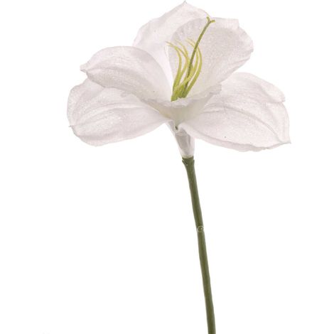 ARPIMEX Amarillys H 65 Cm Bianco