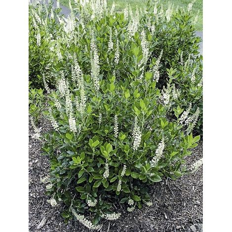 Clethre à feuilles d'aulne 'Sixteen Candles' Pot de 7,5L/10L (1/3)