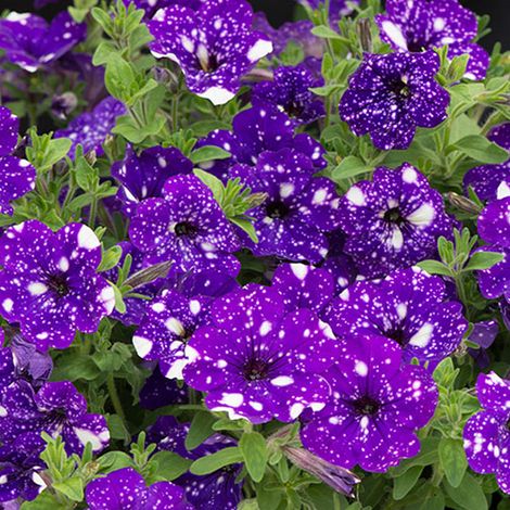 Pétunia Samen 3000 – Night Sky, Einjährig, Bunte Blumen, Garten & Hängepflanzen (1/5)