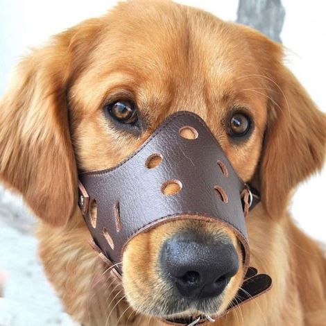 Couvre-bouche pour chien XL en cuir - Anti-morsure, respirant et réglable (1/4)
