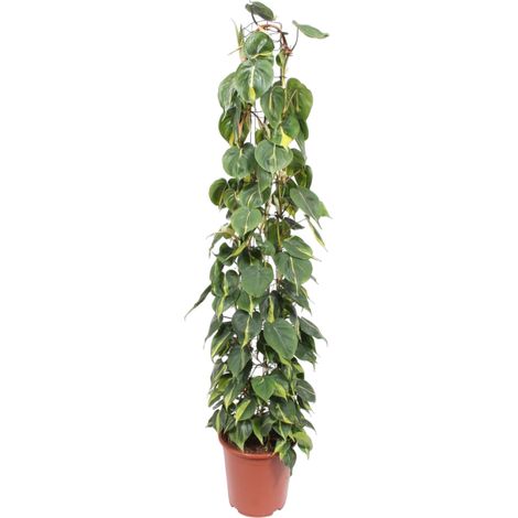 Philodendron Scandens Brasil sur Treillis - Plante Verte Grimpante - 160 cm - Pot ø27 cm - PANGIVO (1/4)