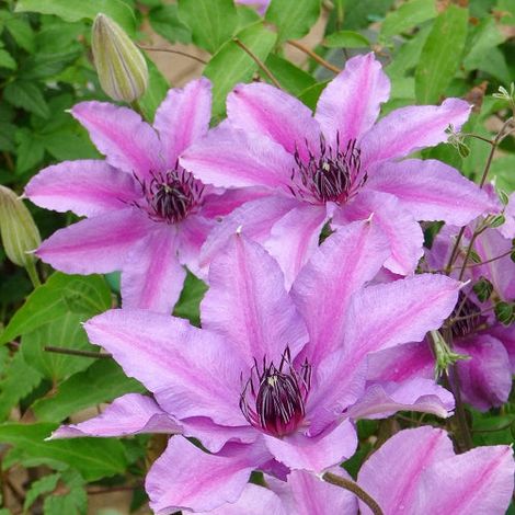 CLEMATIDE CLEMATIS ISABELLA VASO 16CM