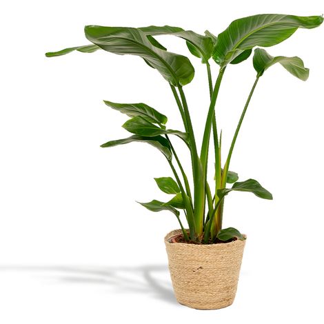 Strelitzia Nicolai Plante d’intérieur Paradisier feuillage décoratif H 90 cm Pot 19 cm - PANGIVO (1/5)