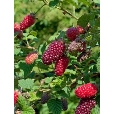 Mûrier-framboisier 'Tayberry' Pot de 1,5L/2L, Touffe