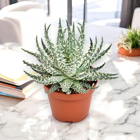 Gardenaria Aloe humilis - Pianta da interno ornamentale - Altezza: 18 cm (vaso 10) (1/5)
