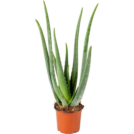 Bloomique - Aloe Vera - Plantes d’intérieur - Plantes grasses - Succulentes - Très facile à entretenir - Hauteur 30-40 cm - Pot 12 cm