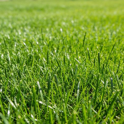 Weidelgrassamen, 500 g, hochwertiges Grassaatgut, zum Begrünen, Anpflanzen und Renovieren von Rasenflächen. (1/5)