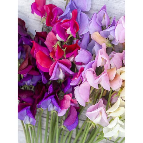 Pois de senteur 'Heirloom Mixed' le sachet de 30 graines (3g) (1/2)