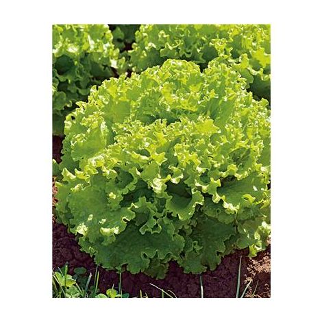 LAITUE BATAVIA FLORINE - 75 GRAINES