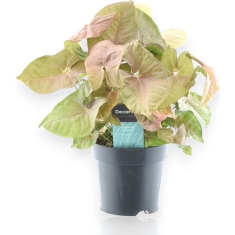 Gardenaria Syngonium 'Red heart' - Pianta da interno ornamentale - Altezza: 30 cm (vaso 14) (1/5)
