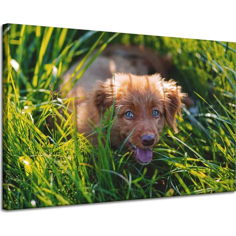 Lienzo impreso con la imagen de un perro en la hierba, de 120x80 cm.