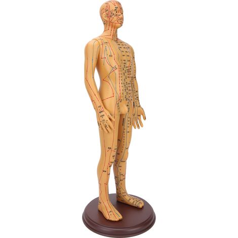 Modèle corporel d'acupuncture en laiton de 50 cm / 19,7 pouces, avec représentation claire des méridiens. (1/5)