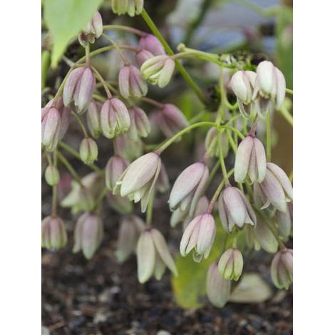 Holboellia traversii Pot de 3L/4L (1/2)