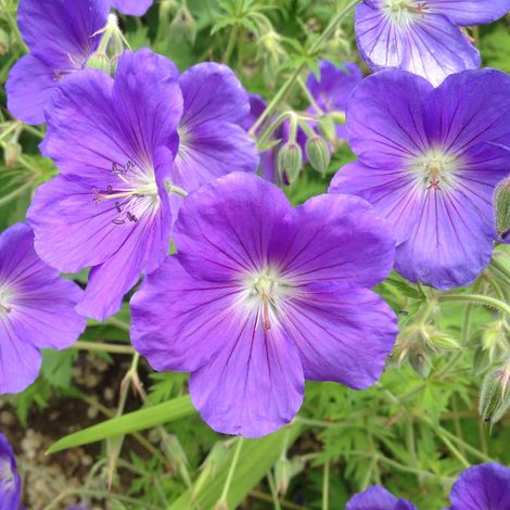 4 x Géranium vivace  - Geranium 'Orion'  - godet 9x9 cm (1/5)