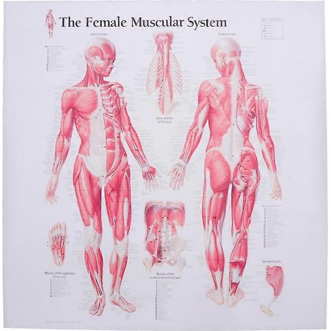Affiche sur toile représentant le système musculaire féminin, image anatomique à suspendre, décoration pour la maison, l'école, l'hôpital ou le restaurant (43 x 34 cm) (1/2)