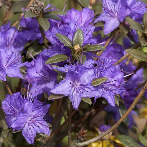 Rhododendron russatum Lauretta - Rhododendron nain Pot de 2L/3L