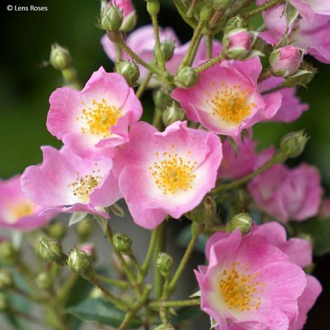 Rosier arbustif Rosy Boom Rose (Abellio Spaniuc) Pot de 6L/7L