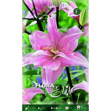 Lilium Giglio Double Elodie (CONFEZIONE DA 2 BULBI)
