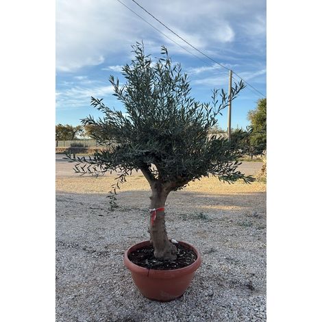 PIANTA DI ULIVO bonsai in ciotola 90 lts altezza 170 CM  (foto reali)
