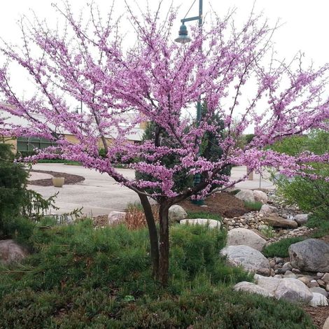 Cercis du Canada Forest Pansy, Arbre de Judée, Gainier du Canada/Pot de 15L - Baliveau (1/5)