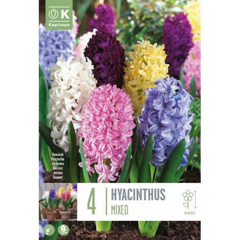 Bulbi Autunnali di Giacinto Mixed Colours confezione da 4 pz KAPITEYN