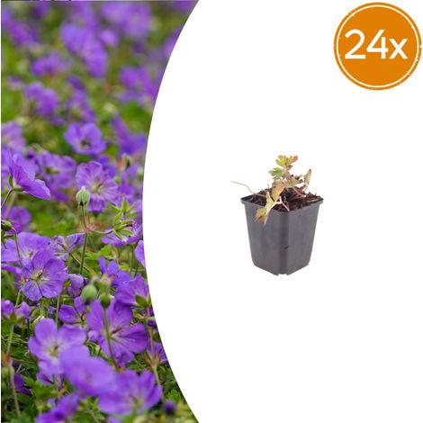 Lot de 24 Géraniums Vivaces 'Azure Rush' Couvre-sol Florifère Bleu Vif H10-25 cm Pot Ø 9 cm - PANGIVO (1/5)
