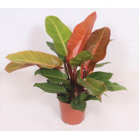 Philodendron Prince of Orange Plante d’Intérieur Feuillage Orange Décoratif Pot 17 cm Hauteur 45 cm - PANGIVO